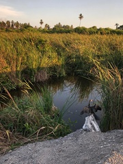Anhinga anhinga
