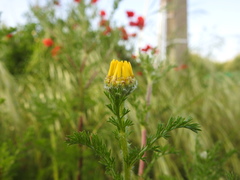 Anacyclus radiatus