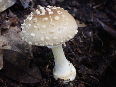 Amanita parvipantherina