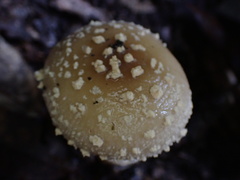 Amanita parvipantherina