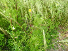 Anacyclus radiatus