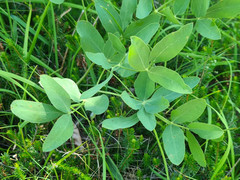 Lonicera caerulea