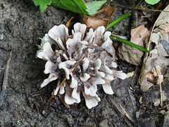 Thelephora anthocephala