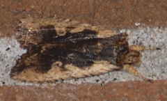 Lithophane hemina