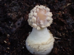Amanita parvipantherina
