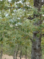 Quercus afares