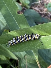Danaus plexippus