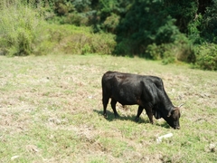 Bos