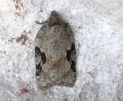 Acleris cornana