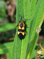 Oncopeltus fasciatus