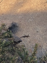 Sceloporus orcutti