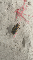 Mecistomela marginata