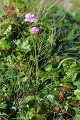 Armeria maritima californica