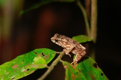 Ingerophrynus divergens