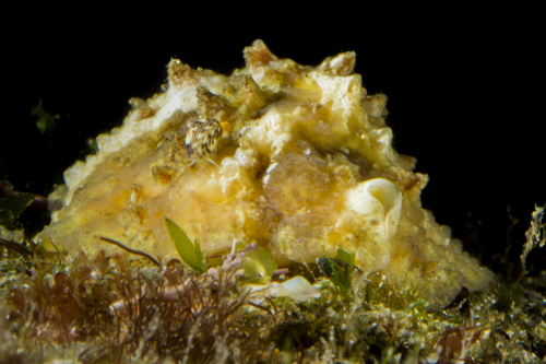 Marsenia perspicua