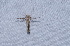 Stathmopoda stimulata