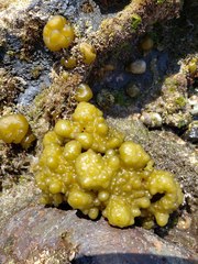 Ectocarpales