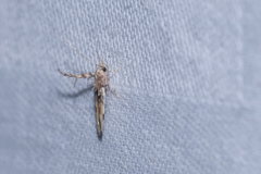 Stathmopoda stimulata