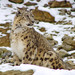 Snow Leopard - Photo (c) Tambako The Jaguar, some rights reserved (CC BY-ND)