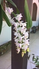 Aerides