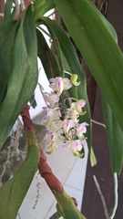Aerides