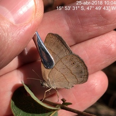 Nhambikuara cerradensis