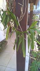 Aerides