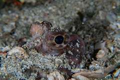 Limanda limanda