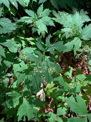 Hydrophyllum fendleri