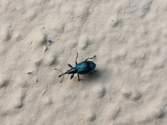 Ischnopterapion virens