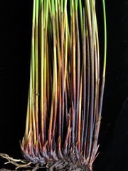 Juncus hesperius