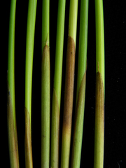 Juncus hesperius