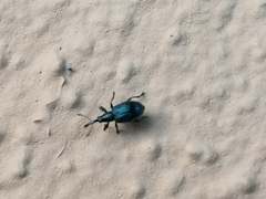 Ischnopterapion virens
