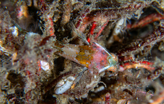 Norway Bullhead photo 2