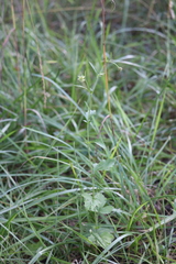 Geum virginianum