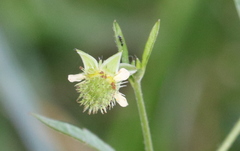 Geum virginianum