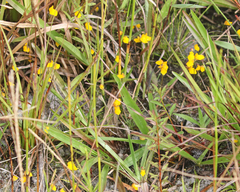 Utricularia simulans