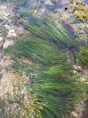 Phyllospadix scouleri