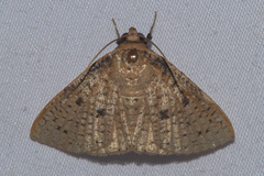Striglina duplicifimbria