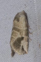 Eublemma olivacea