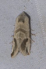 Eublemma olivacea
