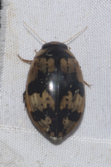 Sandracottus mixtus