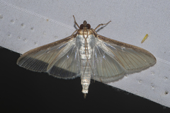 Cydalima diaphanalis