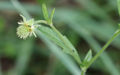Geum virginianum