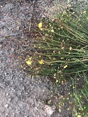 Crocanthemum aldersonii