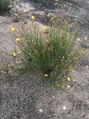 Crocanthemum aldersonii