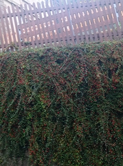 Cotoneaster horizontalis