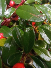 Cotoneaster horizontalis