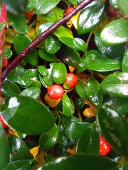 Cotoneaster horizontalis