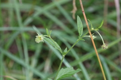 Geum virginianum